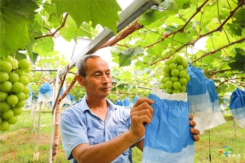 普覺鎮：甜蜜葡萄迎豐收