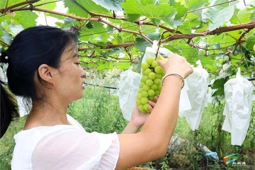 普覺鎮：甜蜜葡萄迎豐收